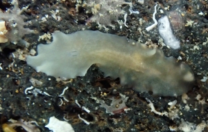 Leptoplanid sp. ?