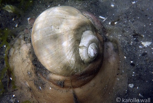 Northern Moon Snail, Neverita lewissii