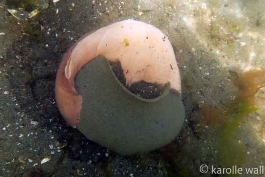 Neverita lewissii