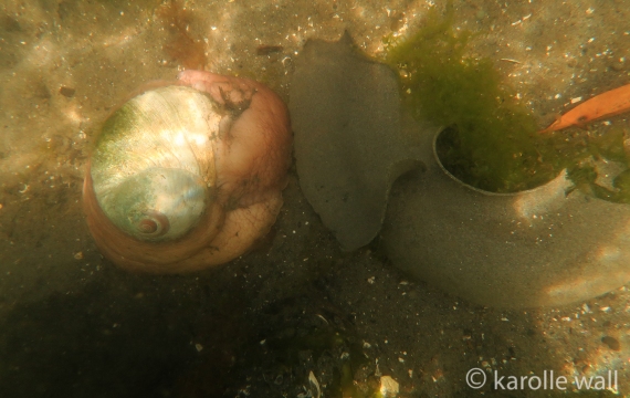 Moonsnail and Casings