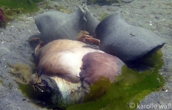 Neverita lewissii Moonsnail, Crabs and Egg Casing