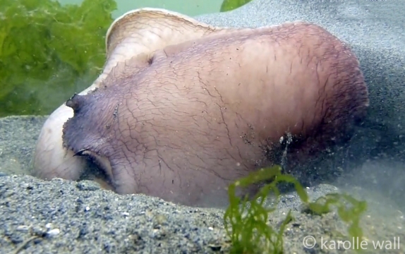 Neverita lewissii, Moonsnail Laying Casing