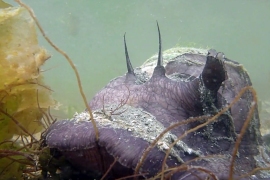 Neverita lewissii, Lewis's Moonsnail Neverita lewissii, Lewis's Moonsnail