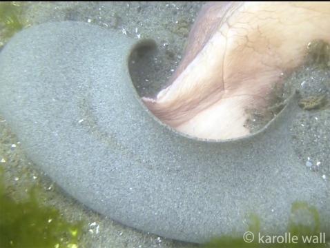 Moonsnail Laying Egg Casings