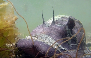 Neverita lewissii, Lewis's Moonsnail