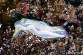 Ceratosoma sp. #2 Ceratosoma sp. #2