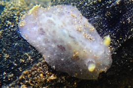 Lilac Dorid on Glove Lilac Dorid on Glove