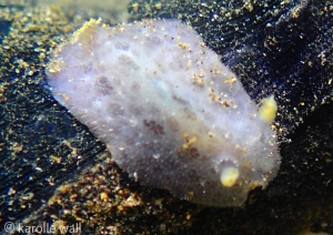 Lilac Dorid on Glove