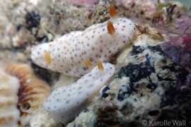 Chromodoris aspersa Chromodoris aspersa