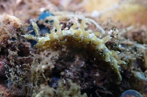 Limenandra rosanae crawling across Peristernia chlorostoma Snail  eggs