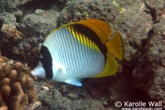 Lined Butterflyfish