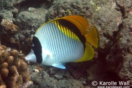DSC07430-lined-butterflyfishWM DSC07430-lined-butterflyfishWM