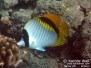 Lined Butterflyfish