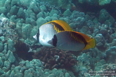 DSC07698-two-lined-butterflyfish-wm DSC07698-two-lined-butterflyfish-wm