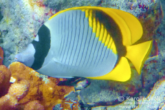 DSC09638-lined-butterflyfish-wm DSC09638-lined-butterflyfish-wm