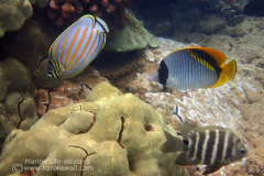 OLYMPUS DIGITAL CAMERA OLYMPUS DIGITAL CAMERA