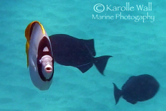 lined-butterflyfish-front-on-mouth-openWM lined-butterflyfish-front-on-mouth-openWM