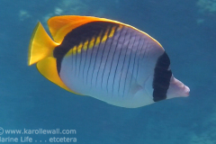 lined-butterflyfish-side-close-excWM-2 lined-butterflyfish-side-close-excWM-2