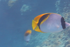 lined-butterflyfishWM lined-butterflyfishWM