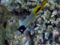 DSC07440-lined-butterflyfish-top-wm