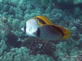 DSC07698-two-lined-butterflyfish-wm