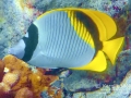 DSC09638-lined-butterflyfish-wm