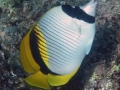 DSC09762-lined-butterflyfish-wm