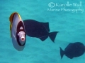 lined-butterflyfish-front-on-mouth-openWM