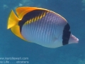 lined-butterflyfish-side-close-excWM-2
