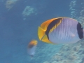 lined-butterflyfishWM