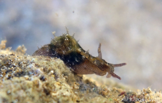 Lined Sea Hare
