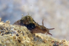 Lined Sea Hare, Stylocheilus striatus