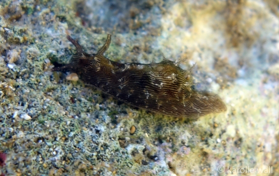Lined Sea Hare