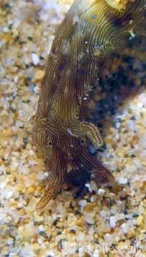 Lined Sea Hare