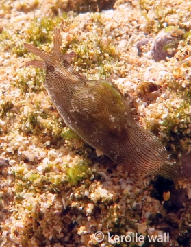 Lined Sea Hare, Stylocheilus striatus