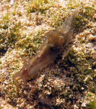 Lined Sea Hare