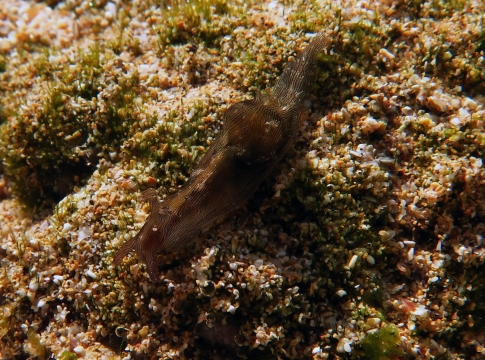 Lined Sea Hare