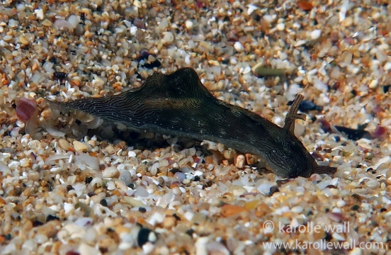 Lined Sea Hare