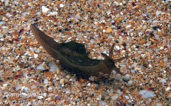 Lined Sea Hare