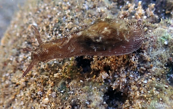Lined Sea Hare
