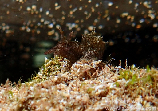 Lined Sea Hare
