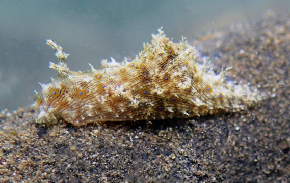 Lined Sea Hare