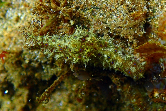 Lined Sea Hare