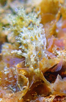 Lined Sea Hare
