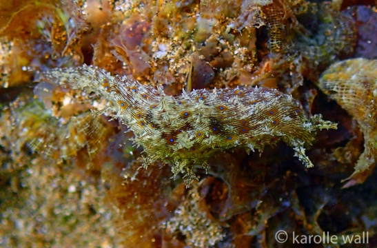 Lined Sea Hare, Stylocheilus striatus