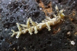 2271287-limenandra-confusa 2271287-limenandra-confusa