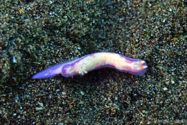 Hypselodoris peasei Hypselodoris peasei