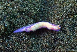 Hypselodoris peasei