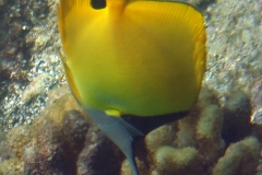 Longnose Butterflyfish