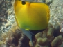 Longnose Butterflyfish